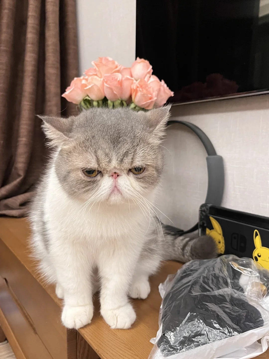 小喵和花花