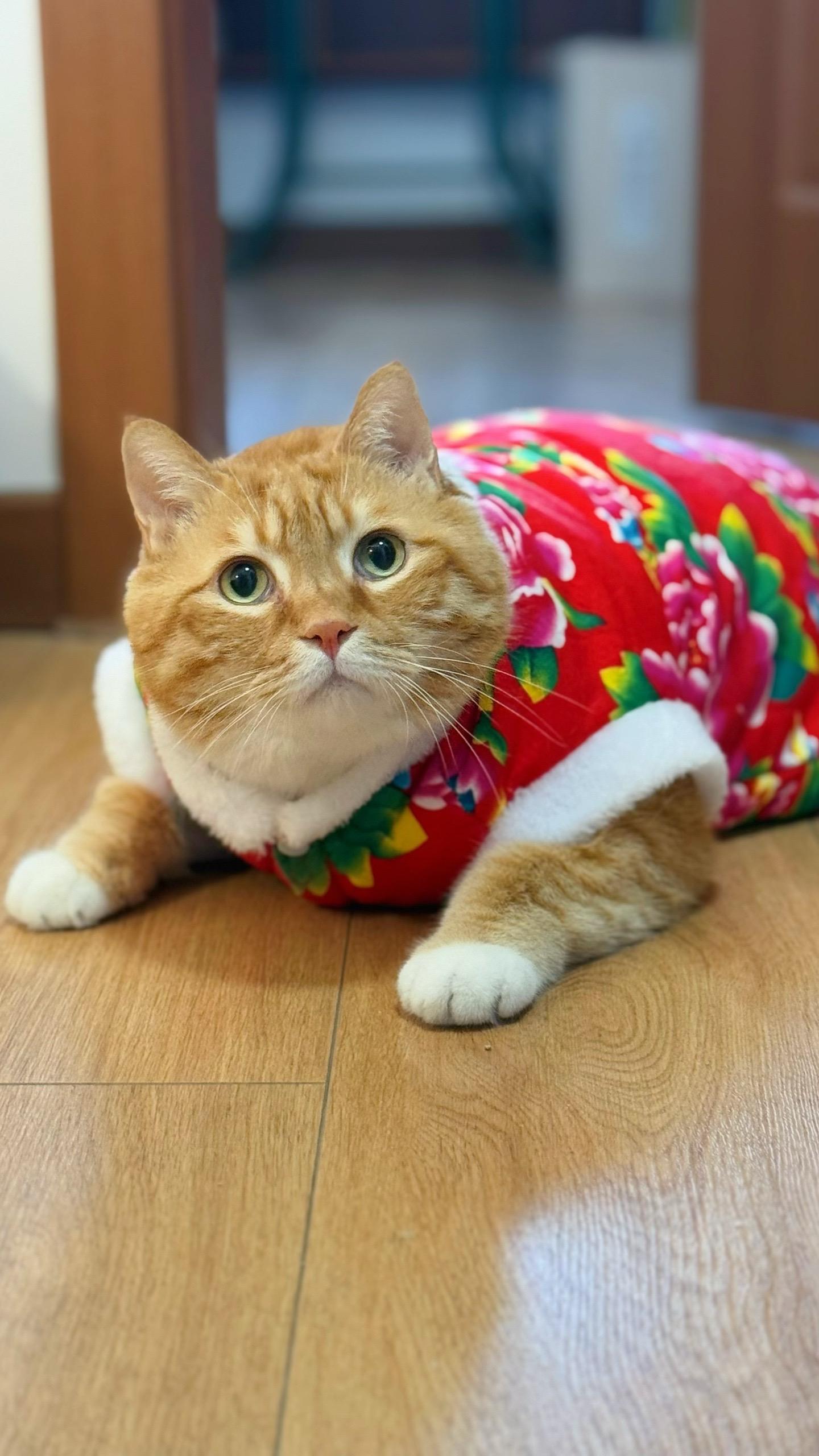 六宝祝大家🐍蛇年大吉。