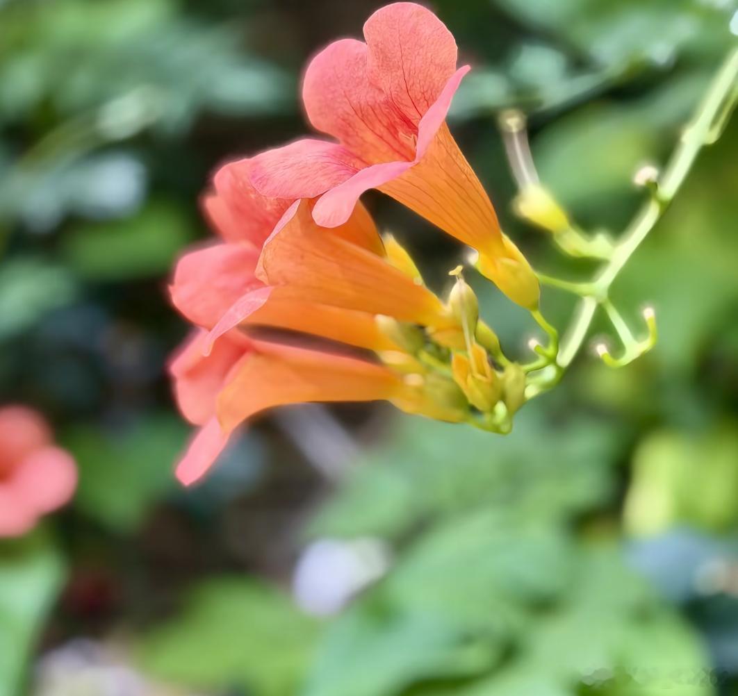 洋洋高锐“心语……绵绵”◎夏荷……一片菡萏……一朵◎轻寒……几许琵琶……无语◎花