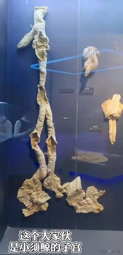 如果一个人穿着潜水服进入鲸鱼的子宫内，会发生什么？

要钻咱就钻最大的南露脊鲸，
