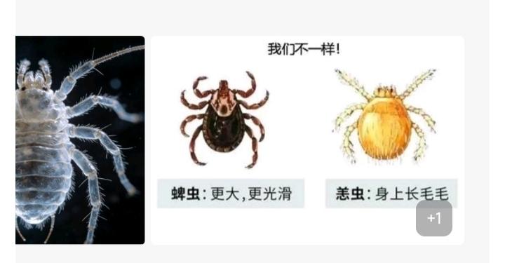 第一次听说有位阿姨被“恙虫”叮咬后被住院的。

今天单位的郑先生请假去照顾他的妈