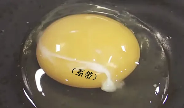 每天一条冷知识 蛋黄的上下两端有两条由蛋白质拧成的“麻绳”（学名叫系带），像安全