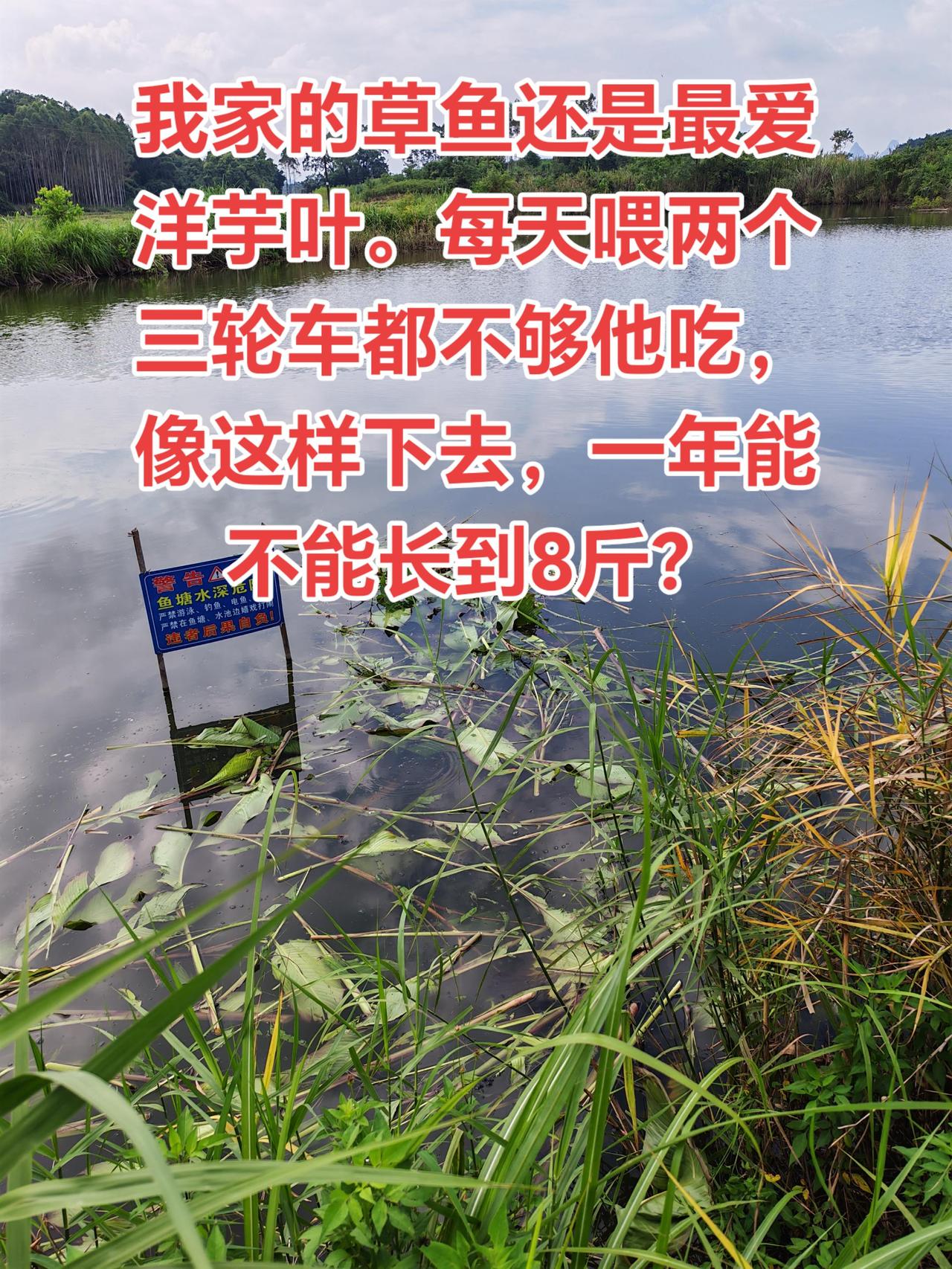 天天喂这个，一年能不能长到8斤？养鱼 养鱼日记 三农 玩法合伙人计划
