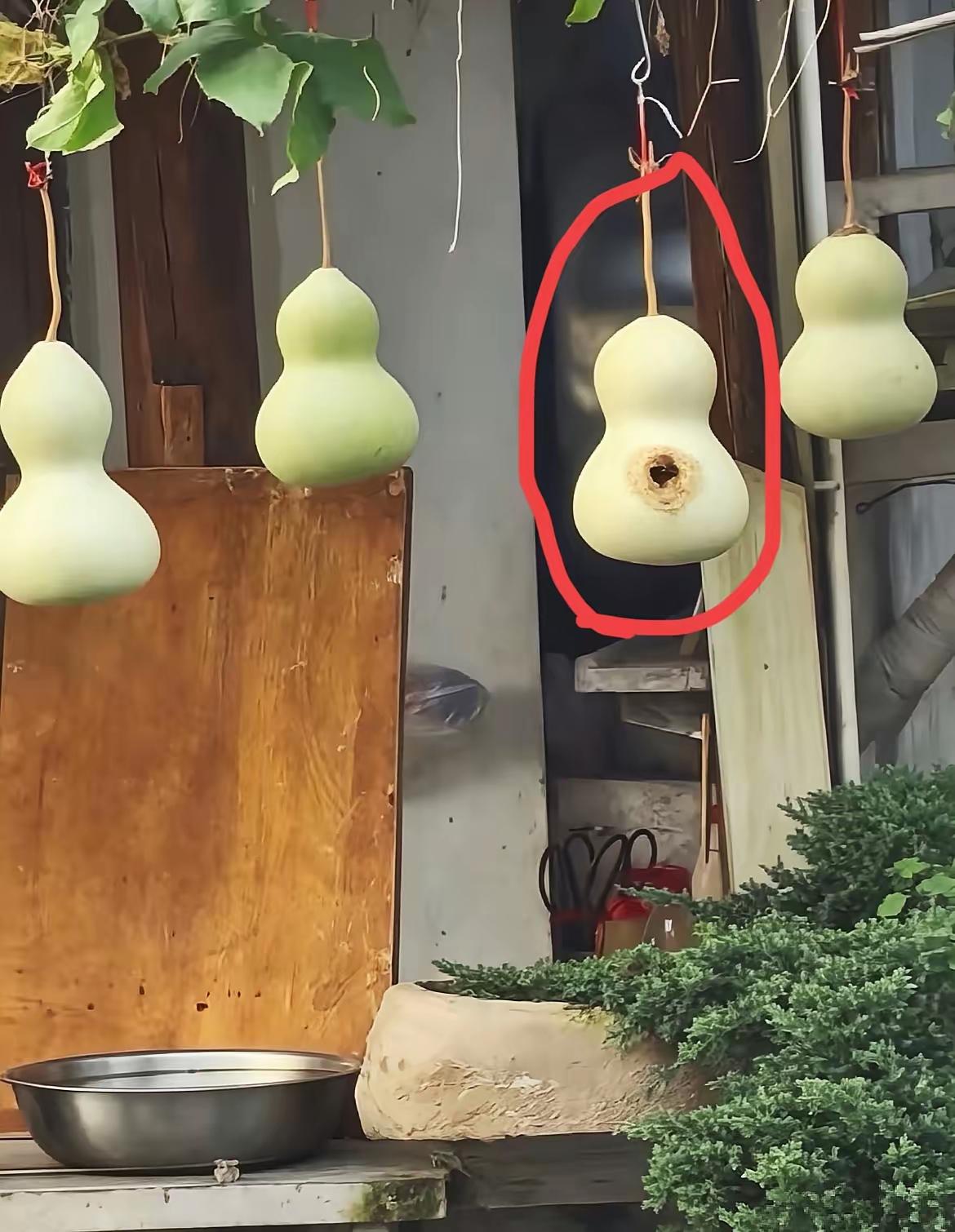 葫芦兄弟，大娃出世了。

陈爷爷这棵葫芦，本来安安稳稳等着自然成熟。慕名前来打卡
