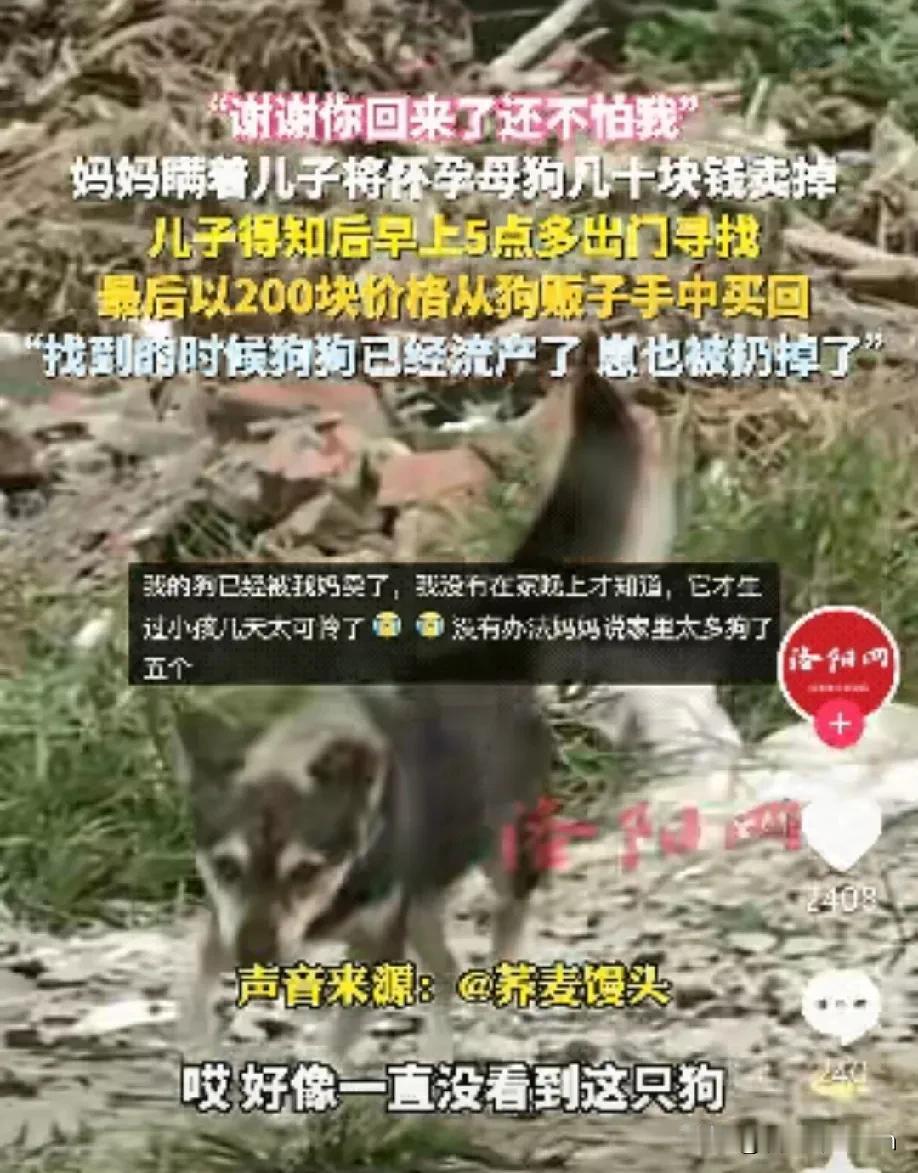 “泪目了！”湖北，一妈妈瞒着儿子卖掉了家里怀孕快生的母狗。儿子知道后，花了42小