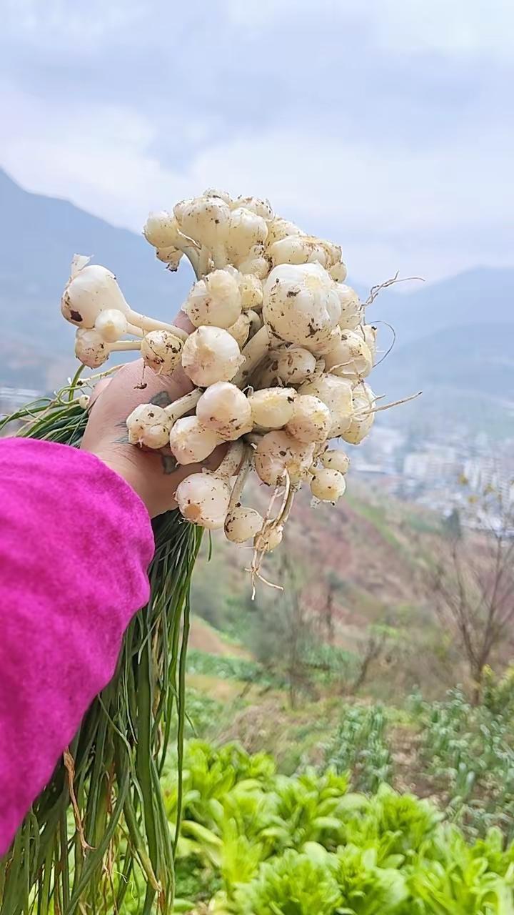 挖野菜的快乐，家乡特色