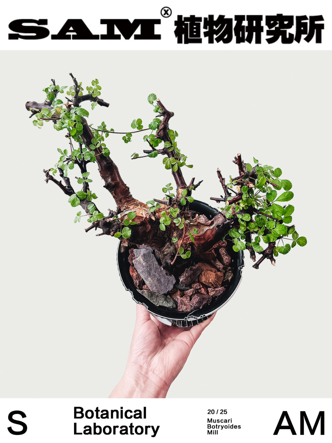 黑皮勃然恩斯｜Commiphora Boranensis
