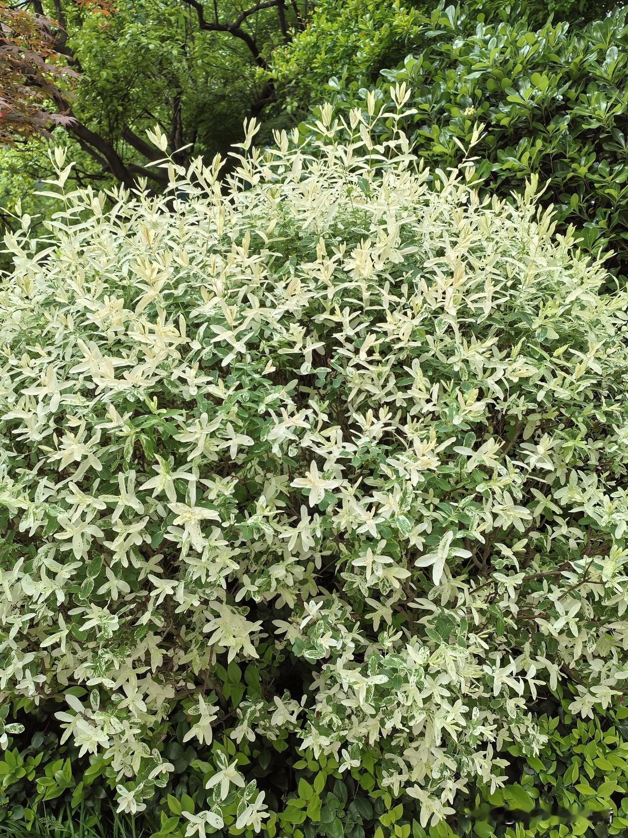 人不服老不行，从雇主家忙完下楼回家，走到小区看到白蓬蓬的一个圆球，好奇是什么样的