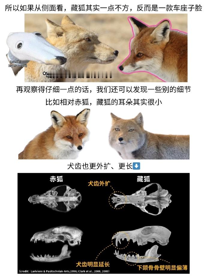 我好像知道藏狐的脸为什么那么方了！中国科普博览