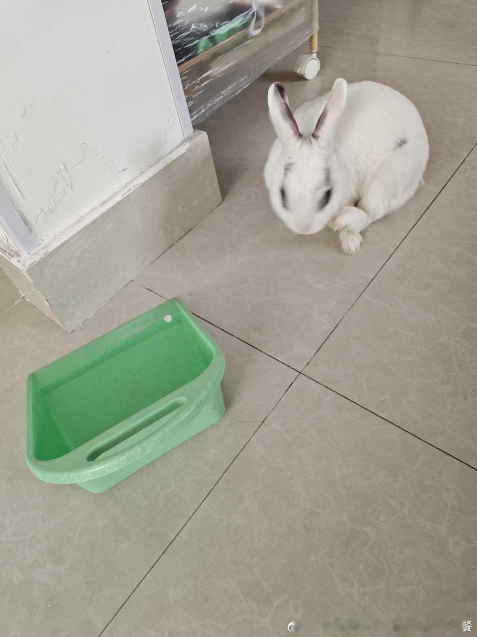 15041🐇【】每次我上完厕所这个坏兔都要跑到厕所巡查一遍，每次路过这个绿色的