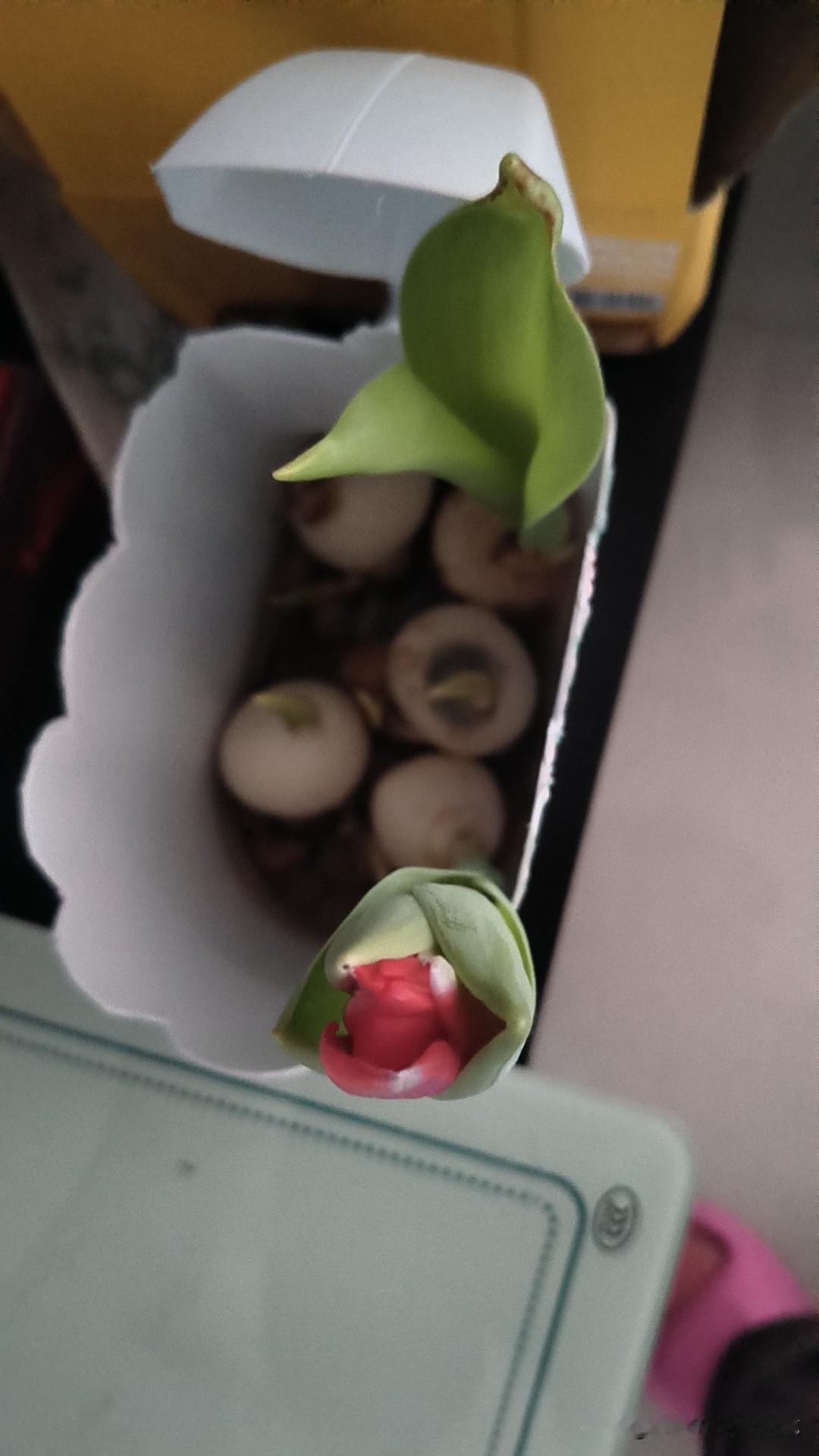 给大家推荐一个好养的花——水培郁金香，第一次买到这么好养活的花[爱慕]。

每年