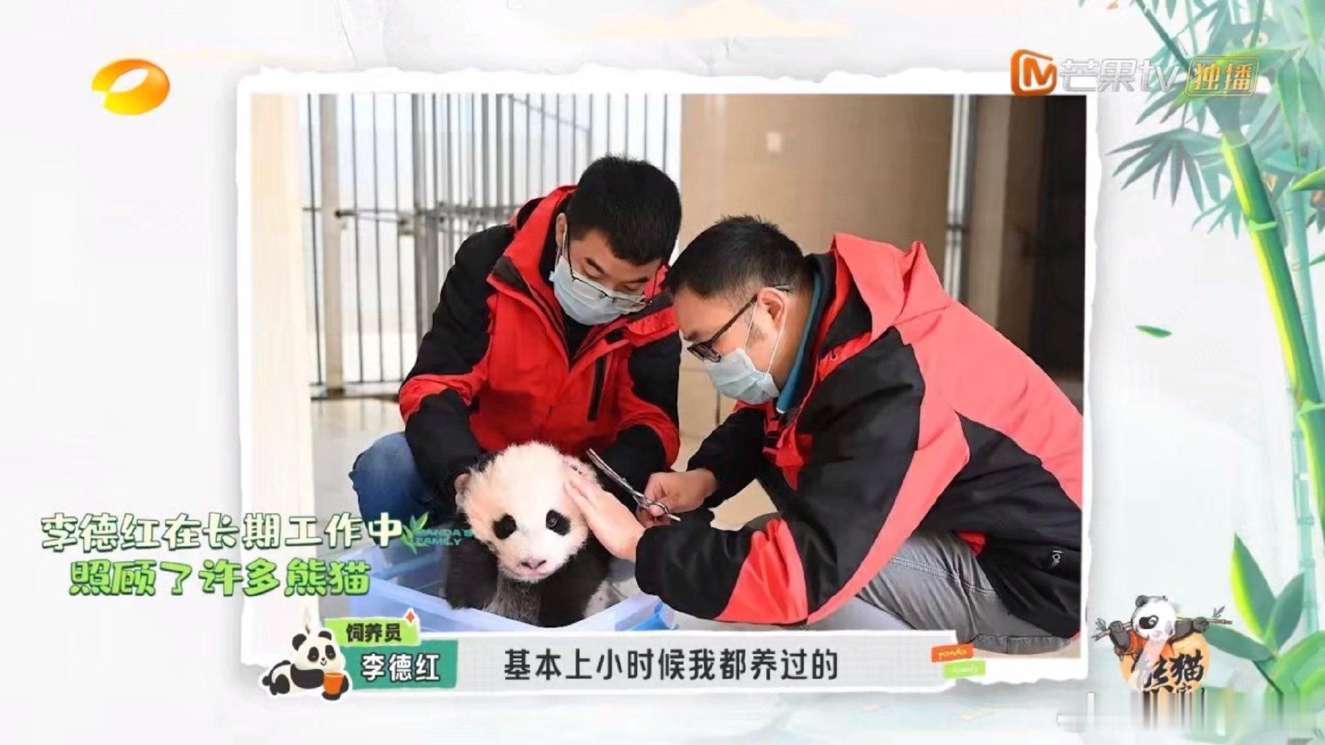 #熊猫认得自己的饲养员吗#看了熊猫一家人，对饲养员和熊猫之间的情感有了一个具象化