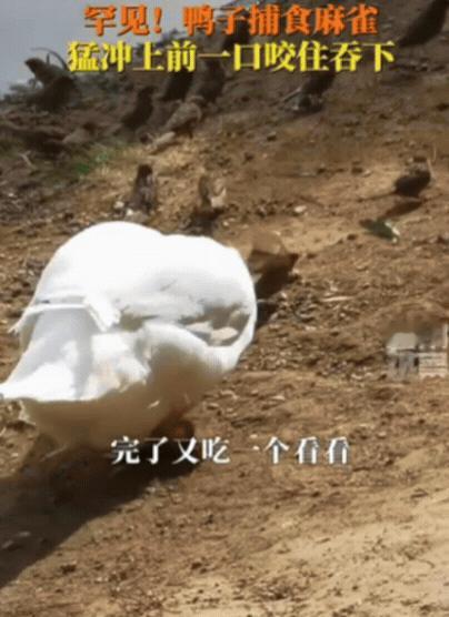 “解释不清了！”内蒙古呼和浩特，男子在公园发现一群麻雀，正准备拿手机拍，不料，一