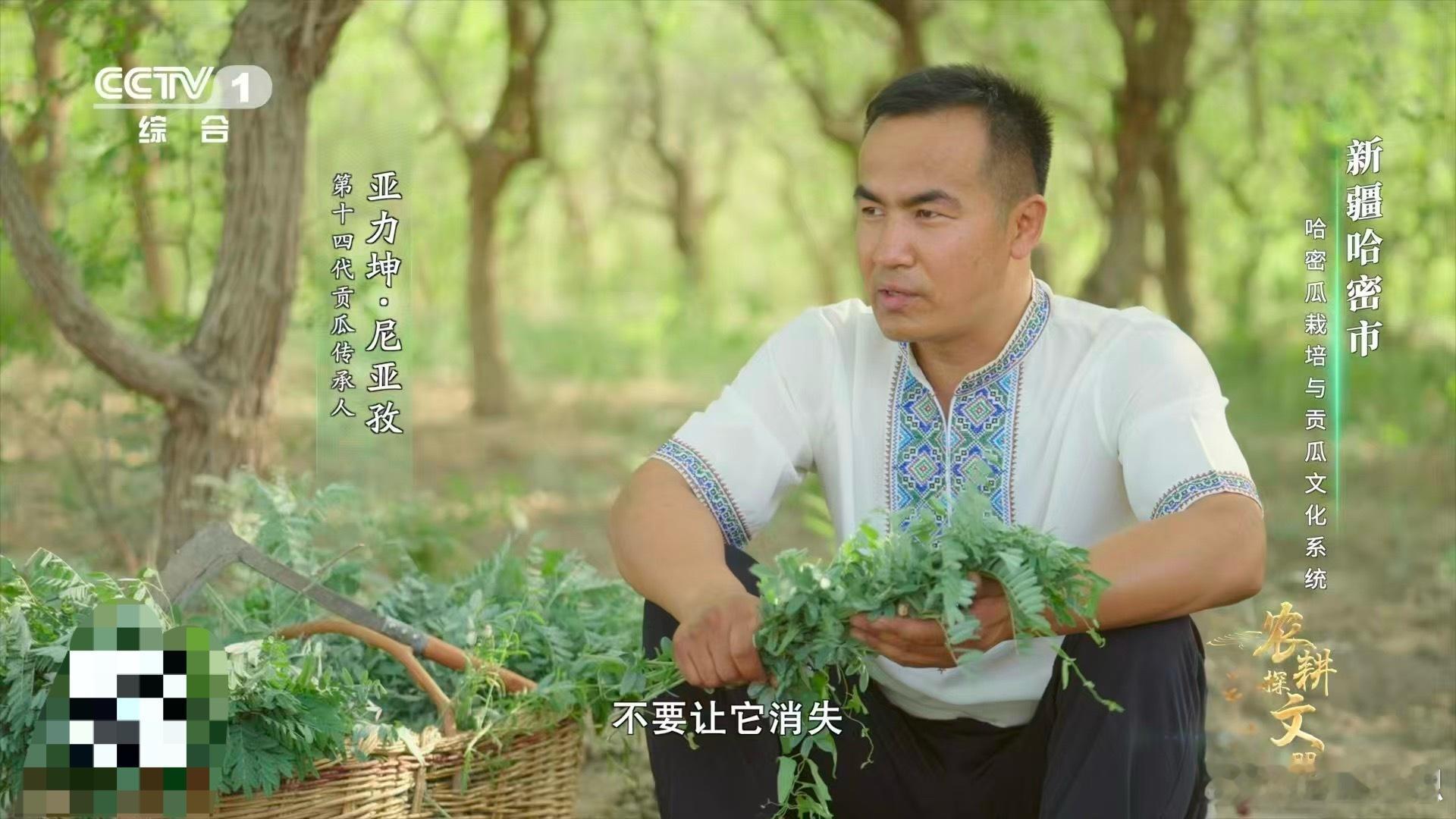 苦豆子的牺牲，成就了哈密瓜的甜。新疆农人将这种苦涩的植物埋入田地，它在黑暗中发酵