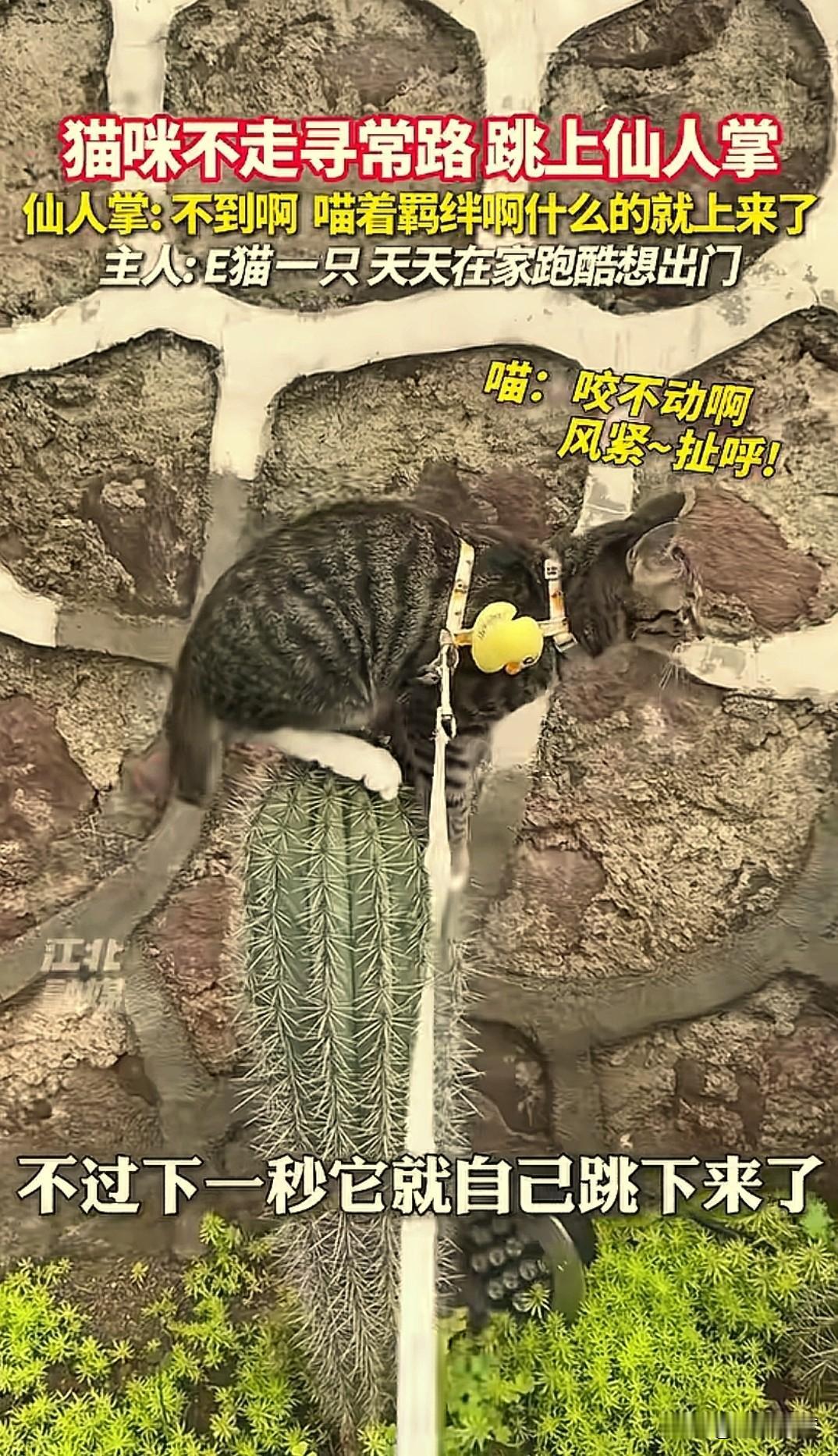 “太神 奇了。”四川，一女子去公园溜猫，突然发生了不可思议的一幕：猫咪竟然一跃而