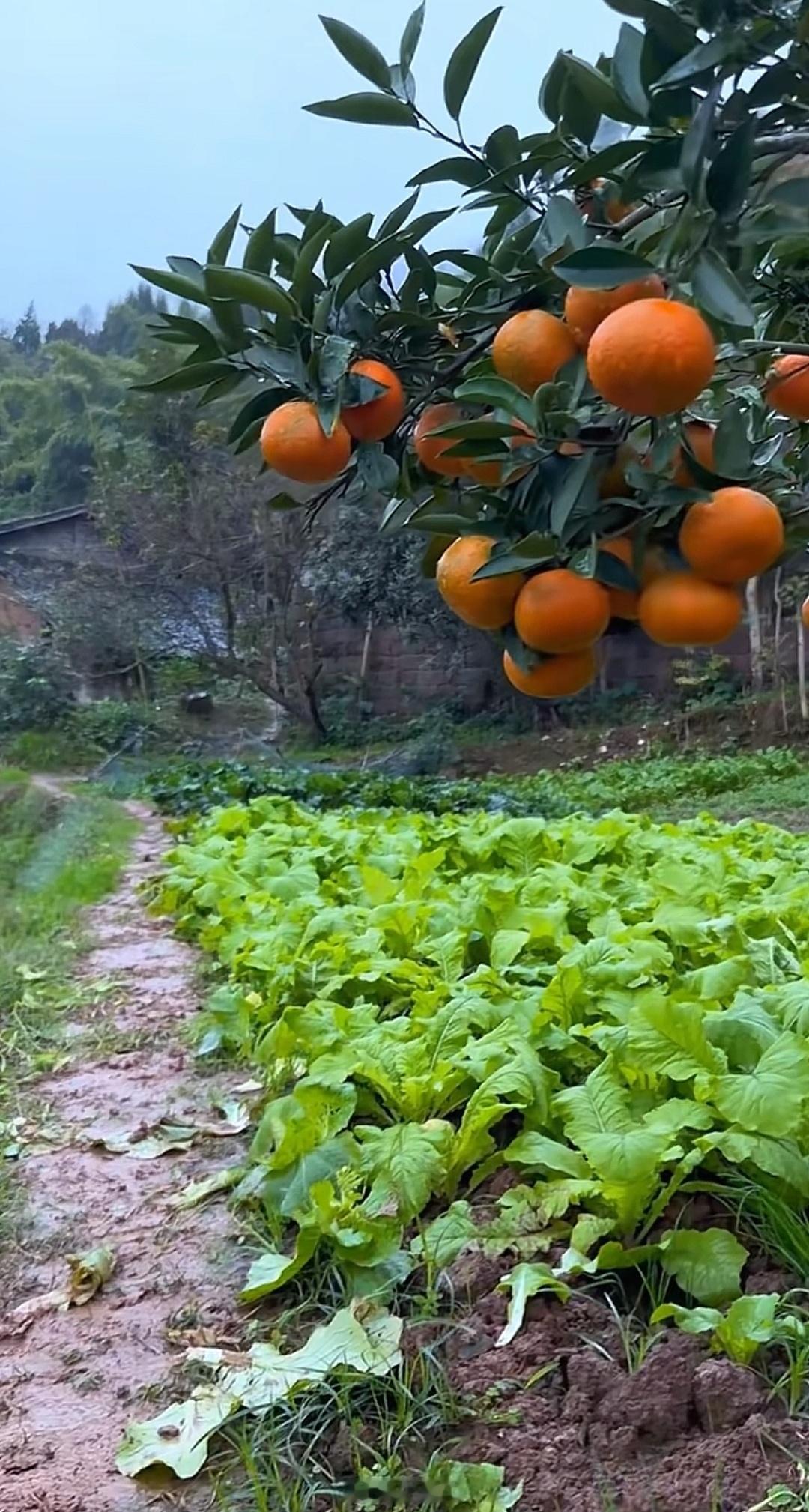 一条plog告别十月当年怕别人来偷，现在盼别人偷，回不去的童年时光，留不住的青春