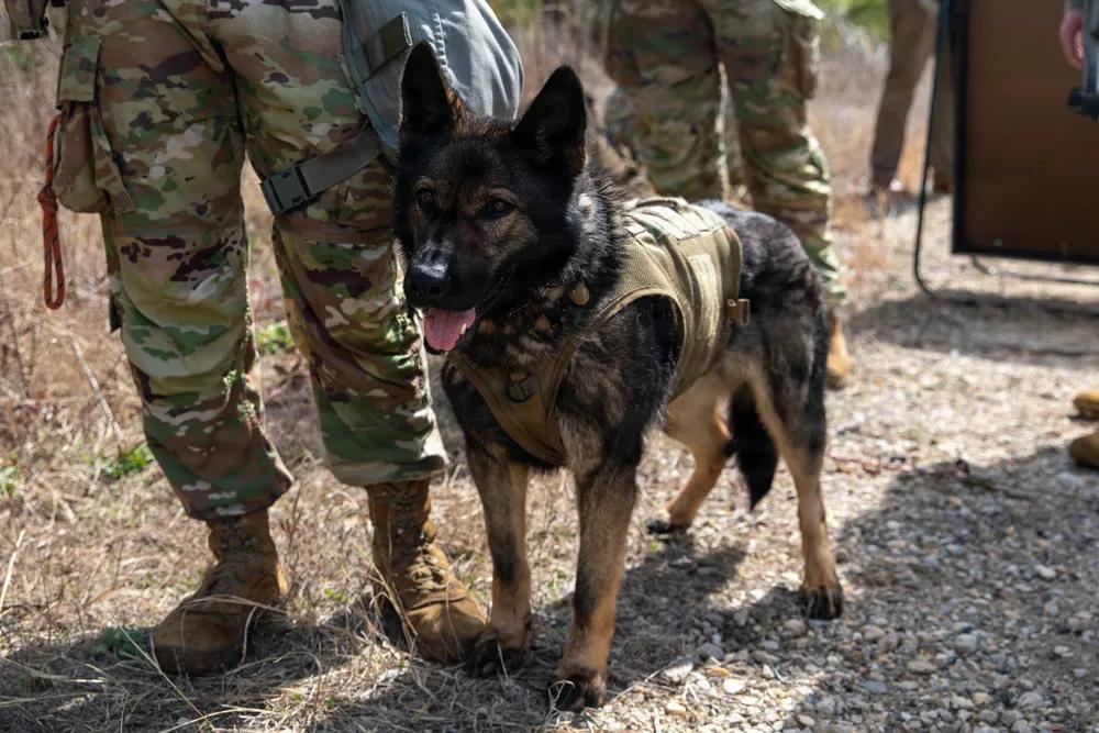 美国陆军军犬（MWD），隶属于第550军犬分队、第503军事警察营、第16宪兵旅