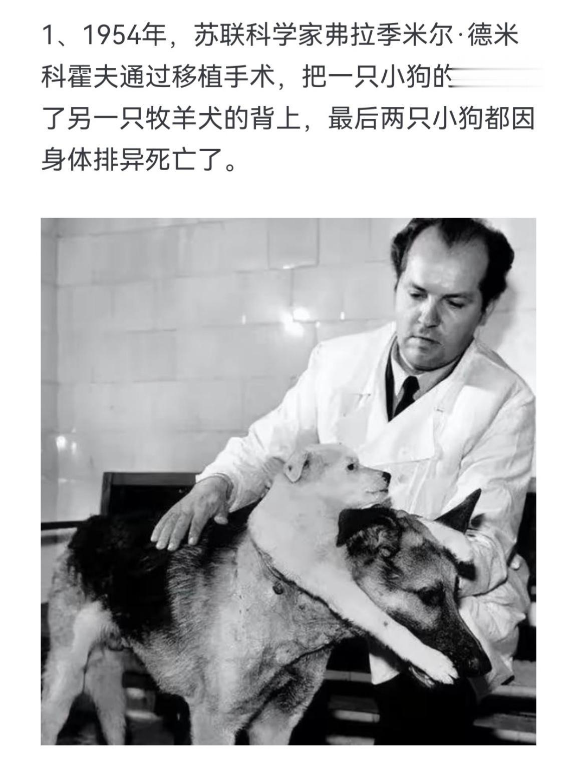 把一只小狗的头接到牧羊犬的背上 也是想的出来