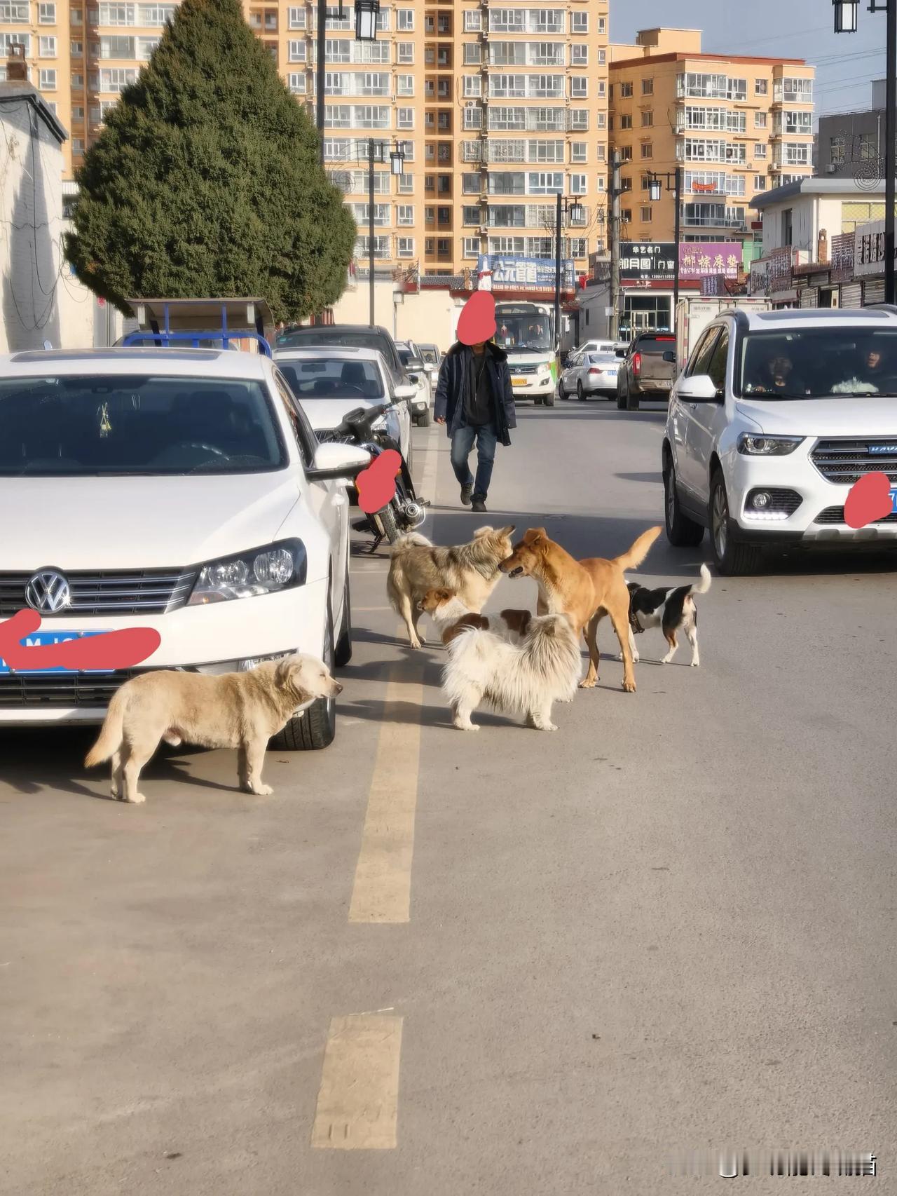 冬日生活打卡季 “俗话说好狗不挡道”[炸弹]地标山西偏关小县城东沟街，交通不便的