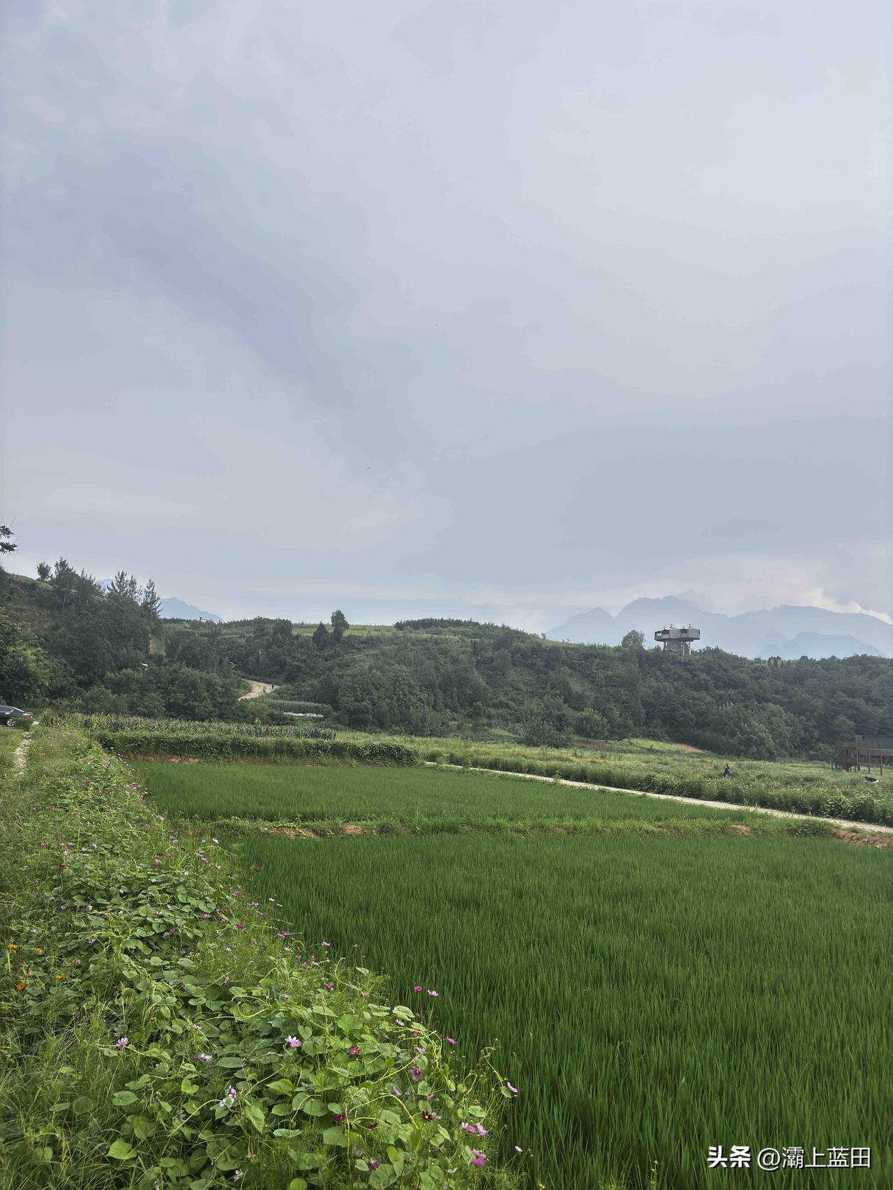 蓝田玉山景区稻田风光，以前灞河边就有好多稻田，后来灞河水少了，也就没人种了，稻田