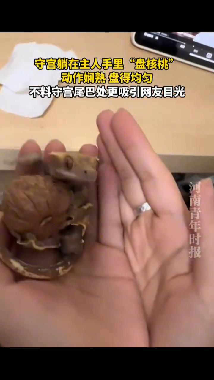 守宫躺在主人手里