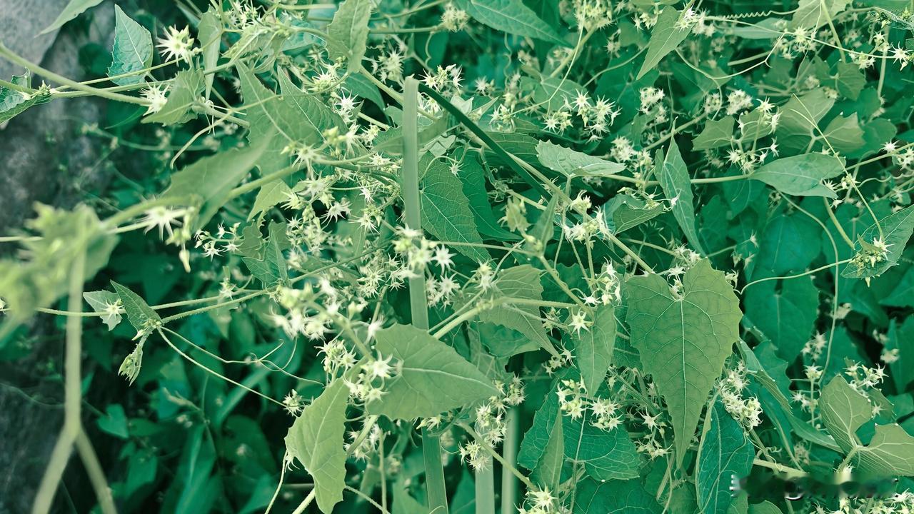 这是盒子草，是葫芦科盒子草属一年生攀援草本植物，也叫合子草、水荔枝。
盒子草种子