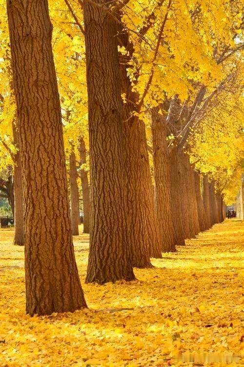 #下联:几叶残荷知秋深，诚邀上联#
数株彩杏惊露冷，
几叶残荷知秋深。