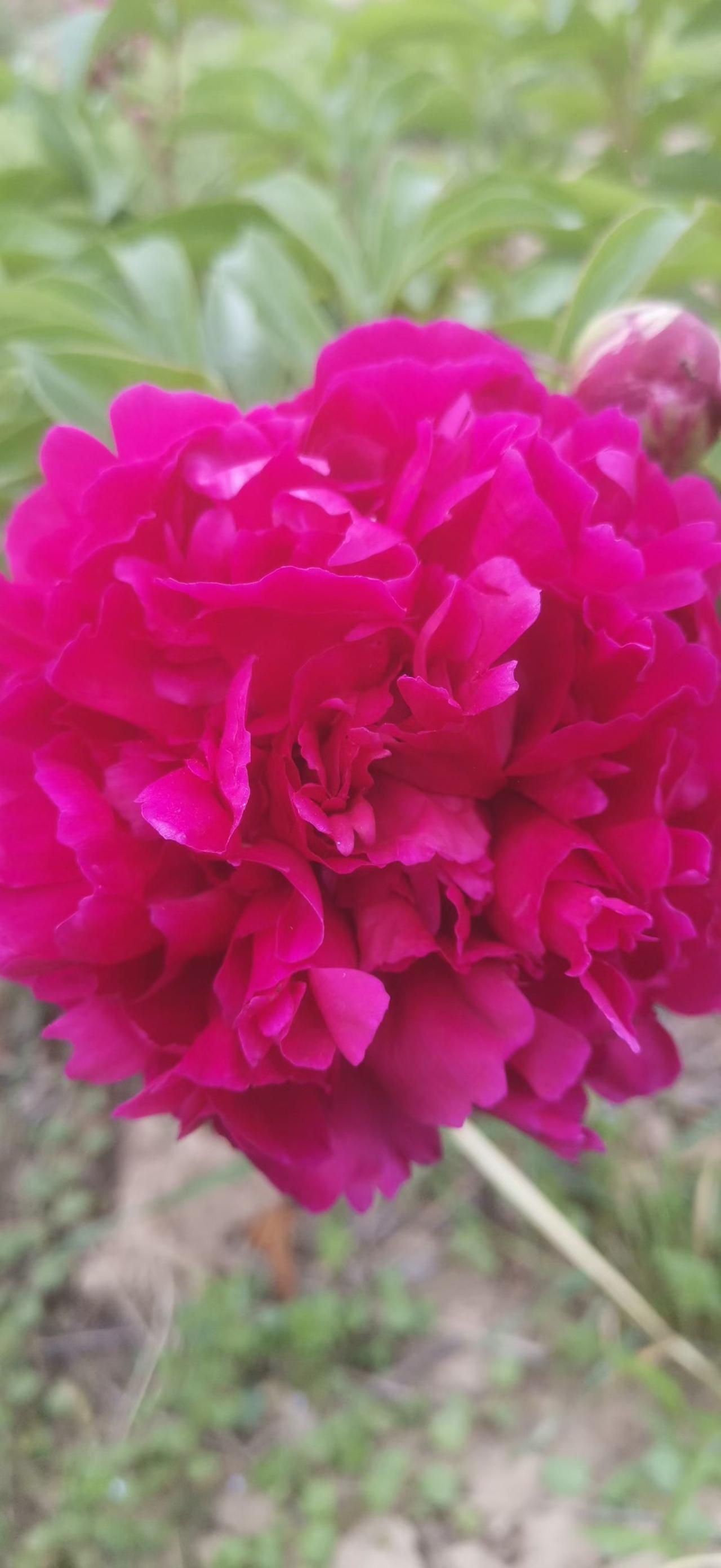 今日分享随手拍照片芍药花开红艳艳，富贵幸福伴身边[送自己一朵花][送自己一朵花]