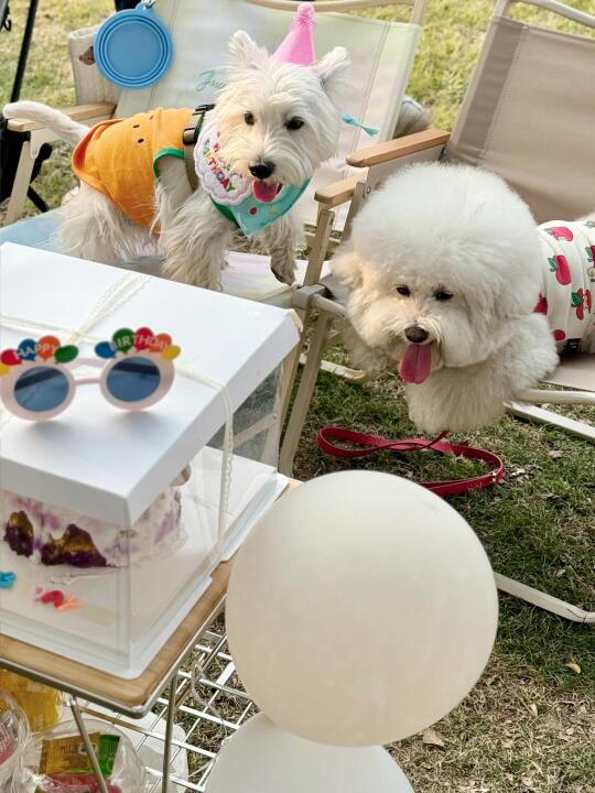 🐶小狗的party🌿🌸