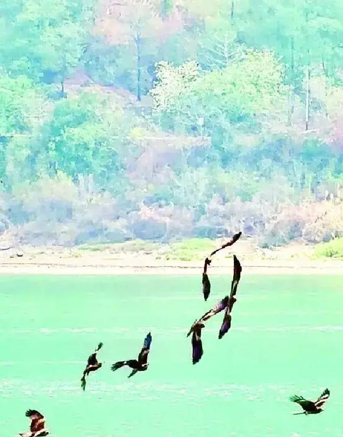 近日羚羊峡上空，数十只国家二级保护猛禽黑鸢突然大规模聚集，翼展1.5米利爪锋锐俯