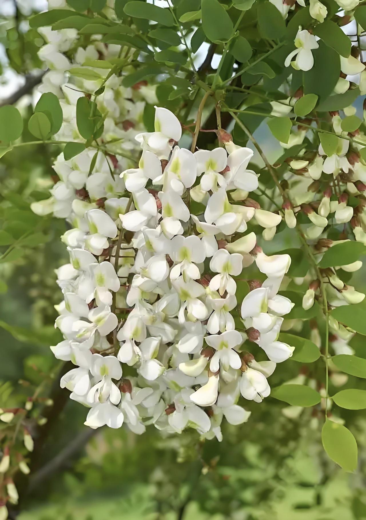 皇家园林里的槐花麦饭

清晨跑步到大明宫遗址公园，整个公园都飘着槐花甜丝丝的味道