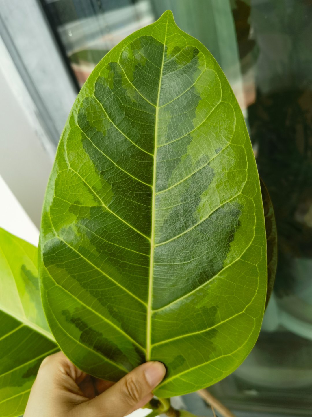 像油画一样 