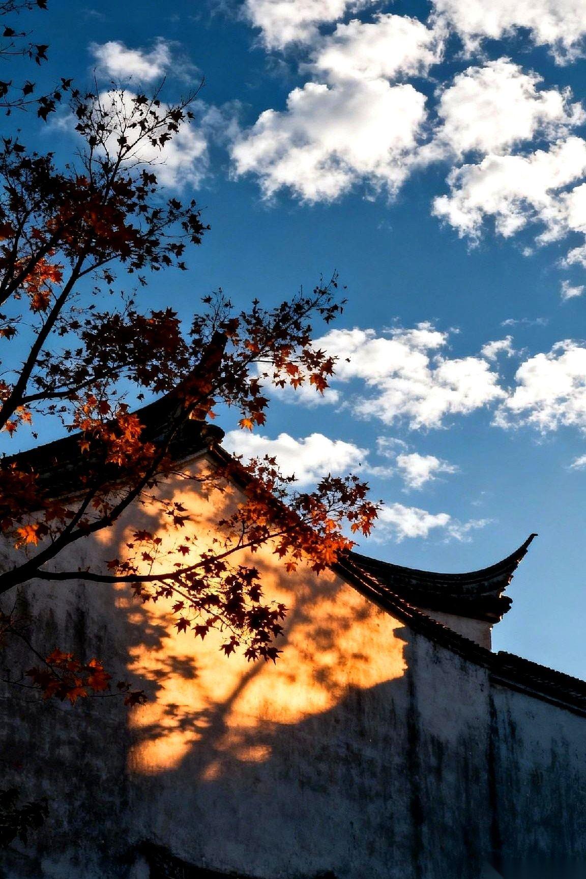 我拼死拼活加班换来的晋升，居然还不如邻居阳台上那盆开了花的多肉。
真的，就那一瞬