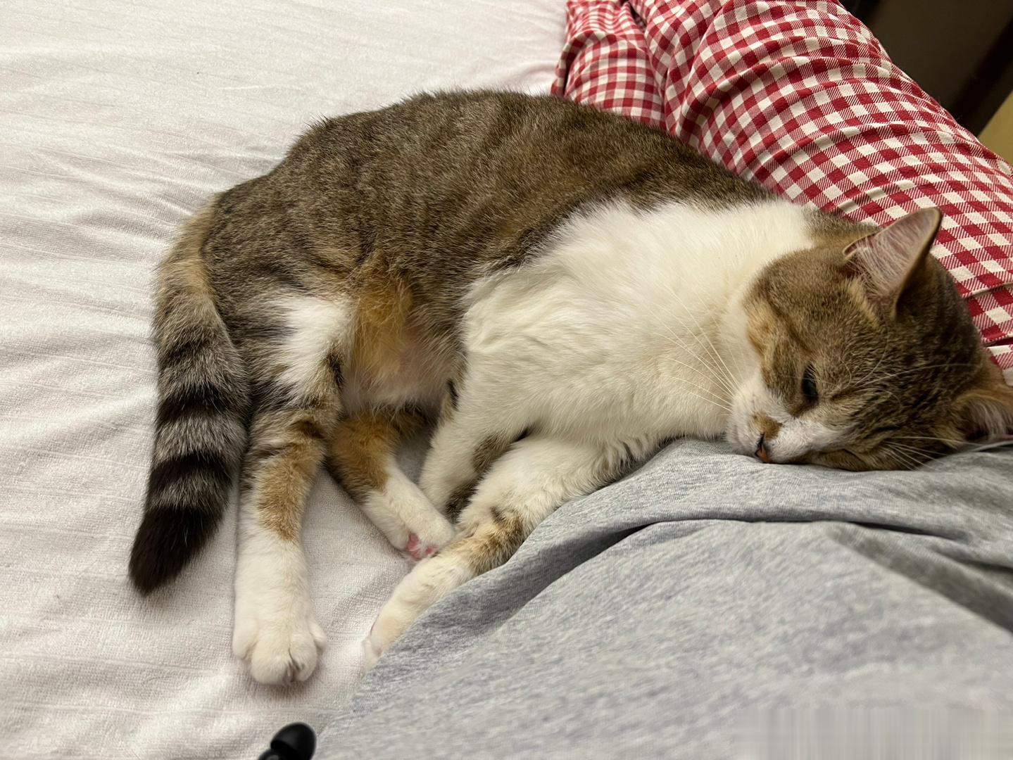 我骂他两句他就来这一套！这还叫我怎么骂嘛…小猫咪，不要脸[怒骂] ​​​