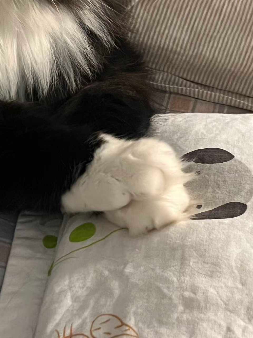“非常爱叠手的宝宝一枚”daily奶牛猫 （投稿：） 