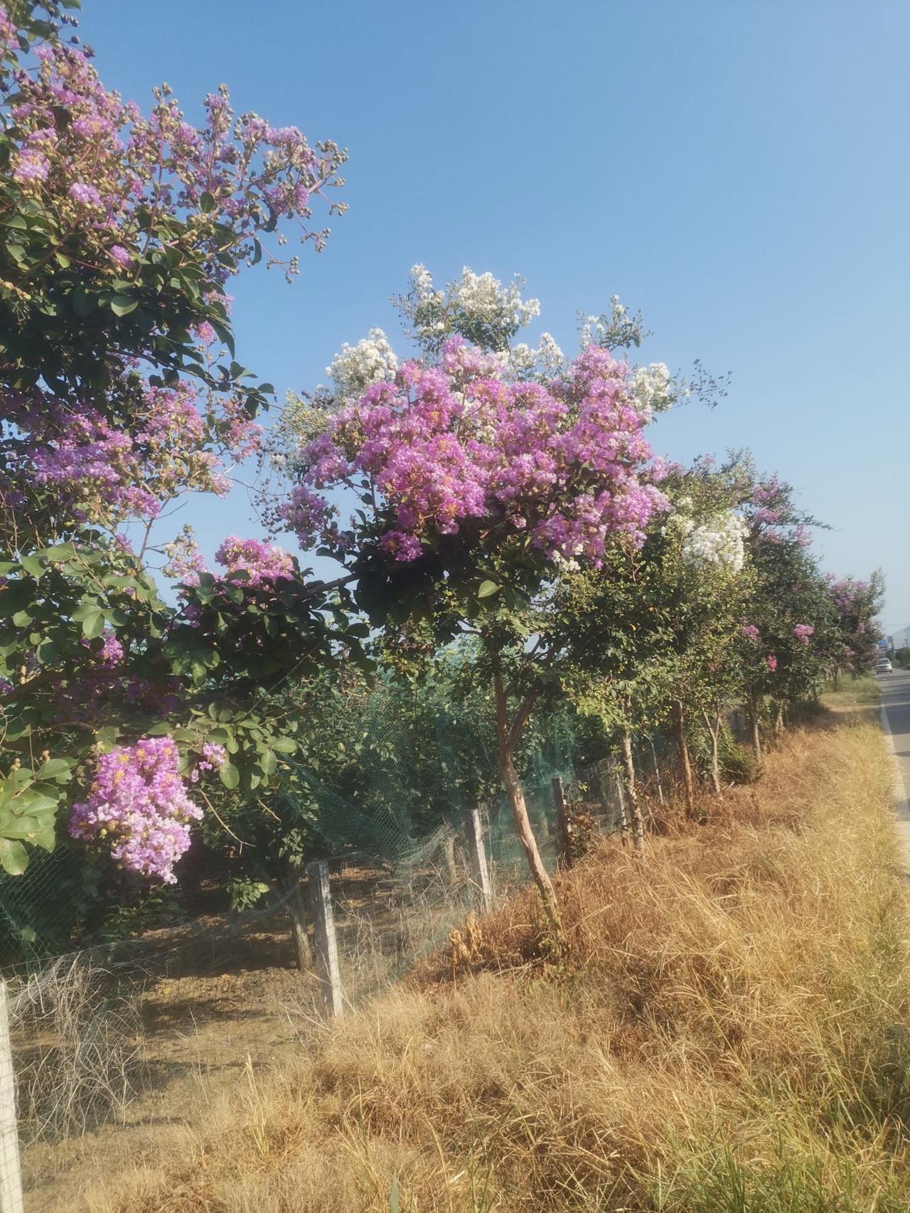 早晨上街，没来得及戴帽子，或是穿防晒衣。
我便着急往街上走。
八点过一点的太阳也