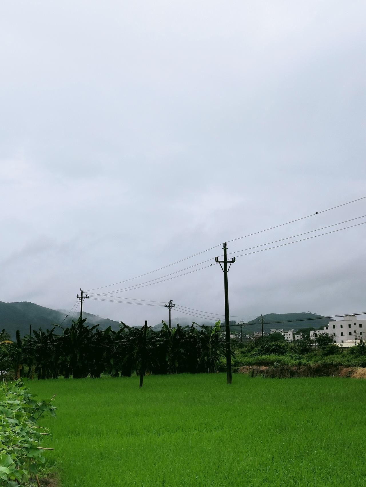 这雾裹的风，是雨要落的信。
 
电线扯着灰云，杆影戳在绿稻浪里，潮意裹着叶香往衣