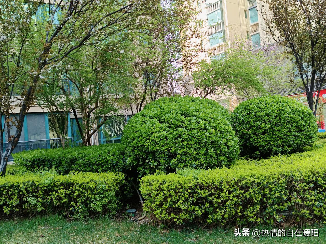 小区绿化带里藏着一个秘密
有位老太太每天偷偷捡纸壳，不敢带回家，怕儿子儿媳不高兴