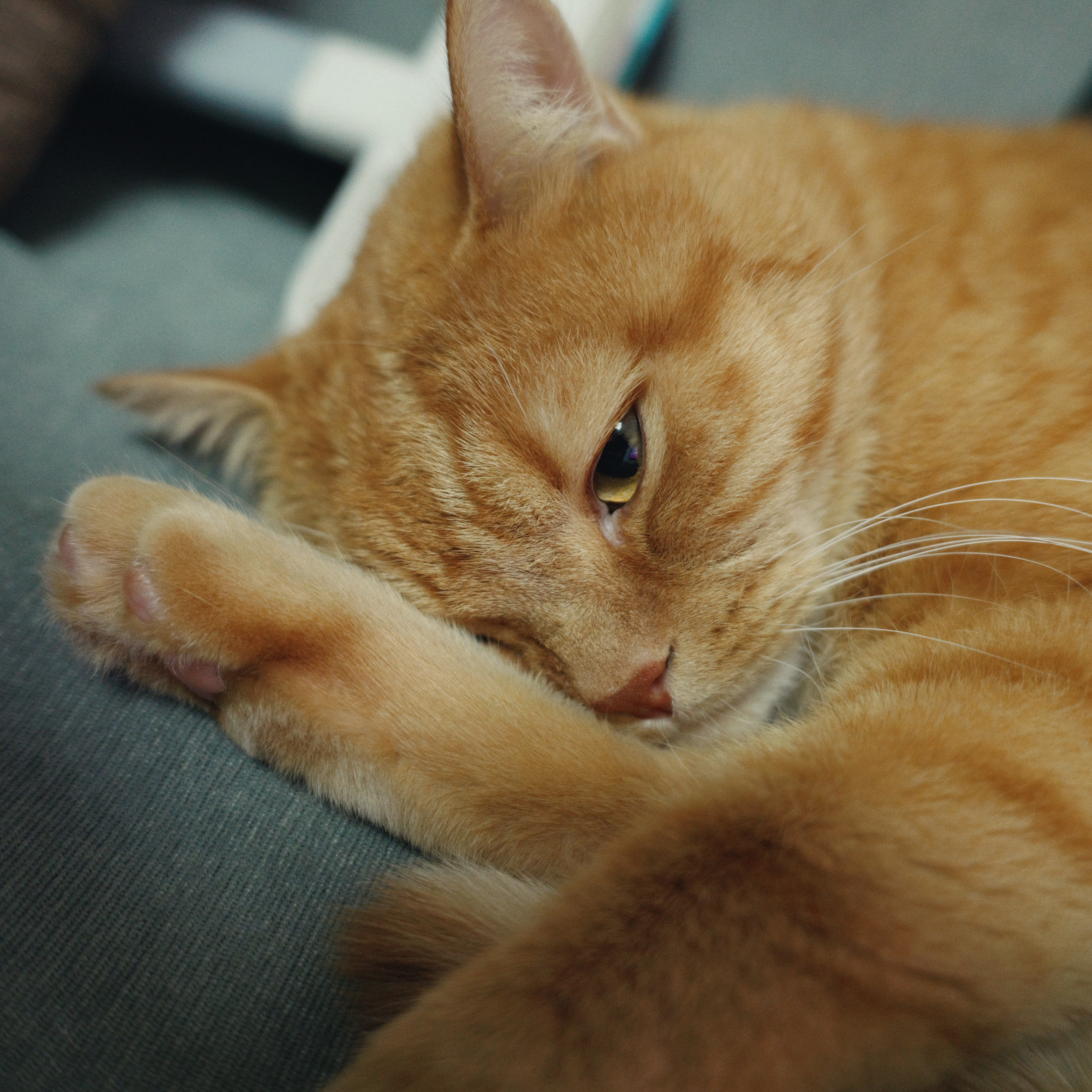 喷了点香水我家猫不认识我了 疯狂冲着我哈气 心碎之[捂嘴哭] ​​​