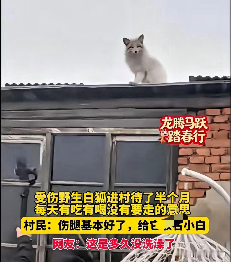 太治愈了！黑龙江望奎一只受伤的野生白狐狸，主动进村“求助”，一住就是半个月，被村