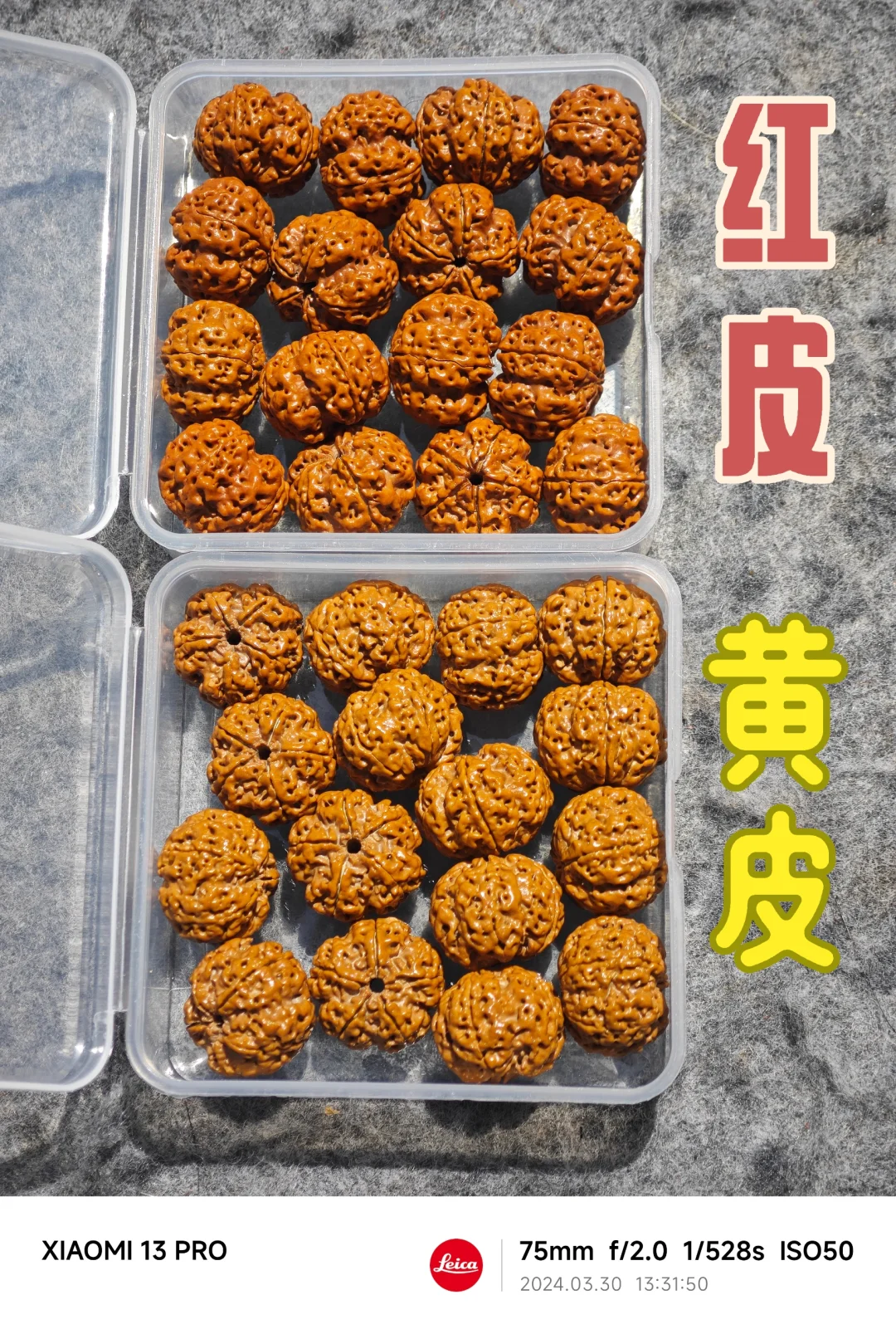 NO.440 大金刚红皮VS黄皮