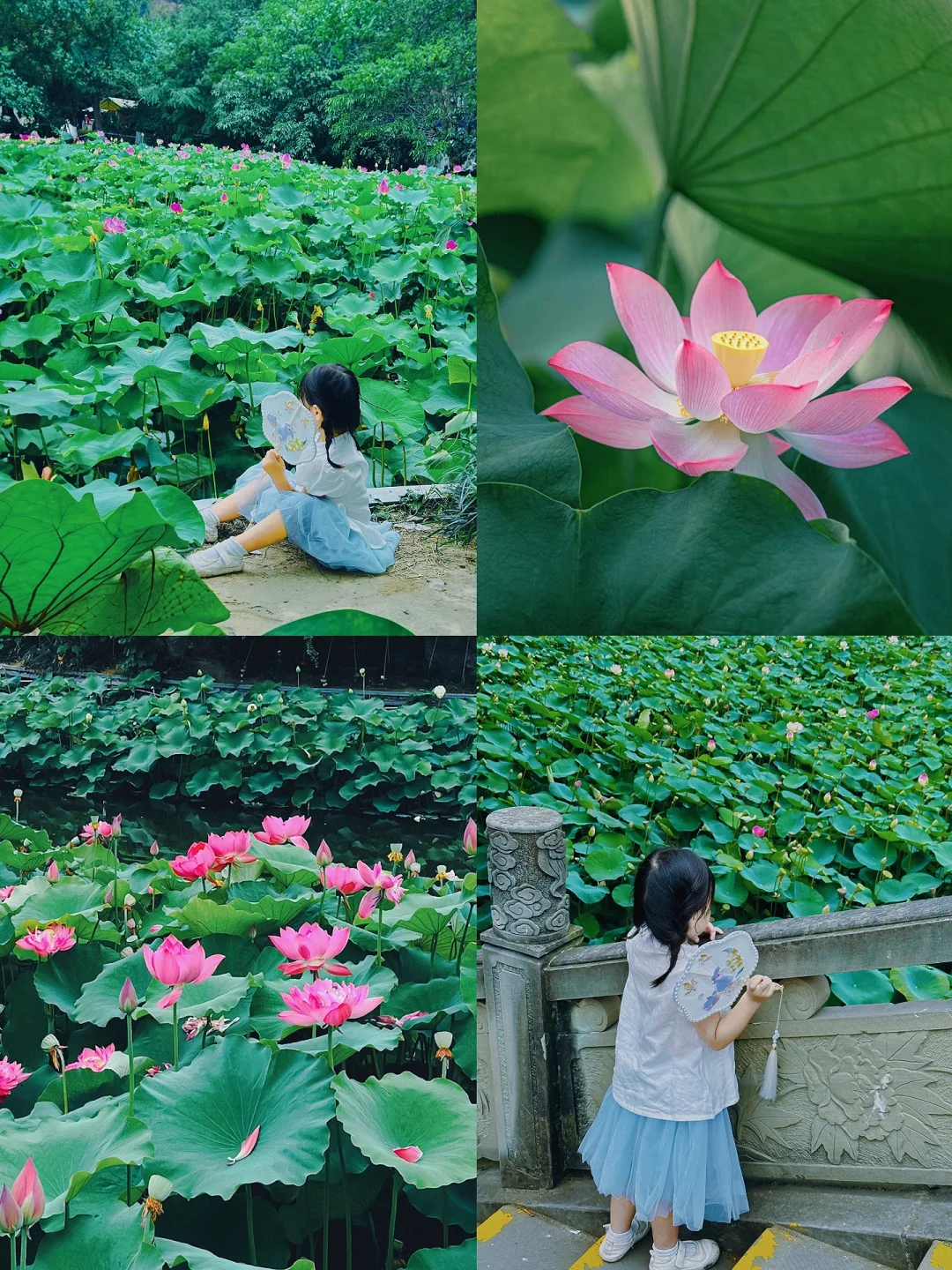 成都遛娃✅｜文化公园的荷花已开放，快来📷~