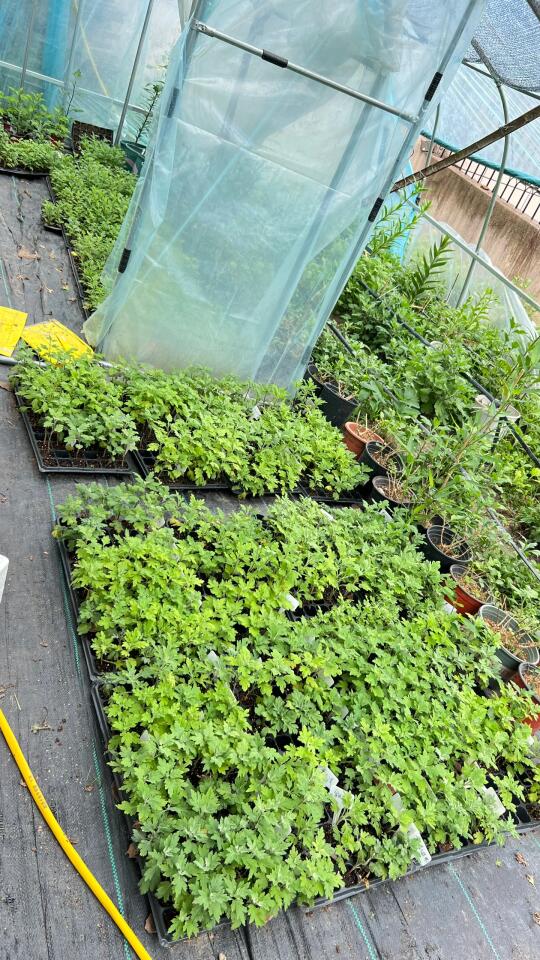明日粉丝福利：500棵大菊苗免费赠，赠完为止！