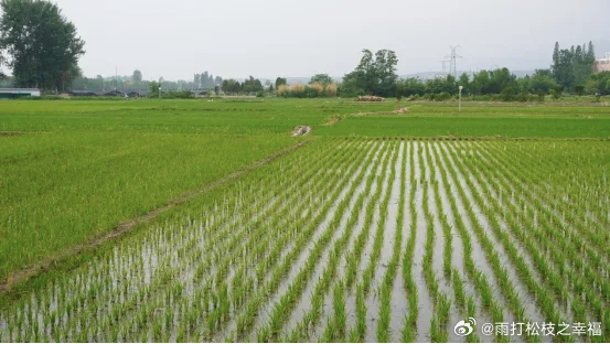 新时代新龙江万千气象看龙江 盛夏时节，龙江森工 山河屯局公司常态化推进田长制巡田