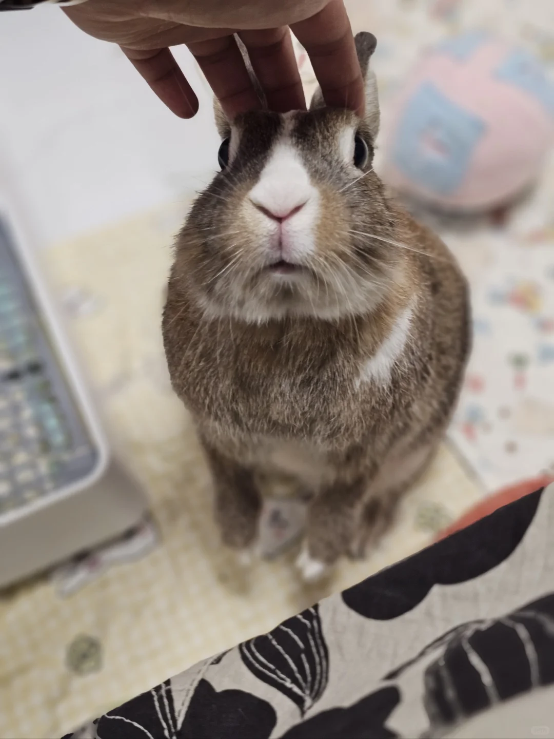 好了好了，我知道你很喜欢我