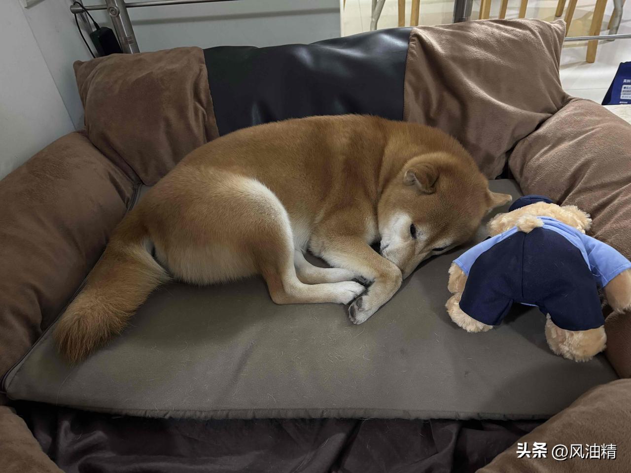 狗眠枕边伴，梦绕家园香。
“狗眠枕边伴，梦绕家园香”，这句诗太有画面感了。我想起