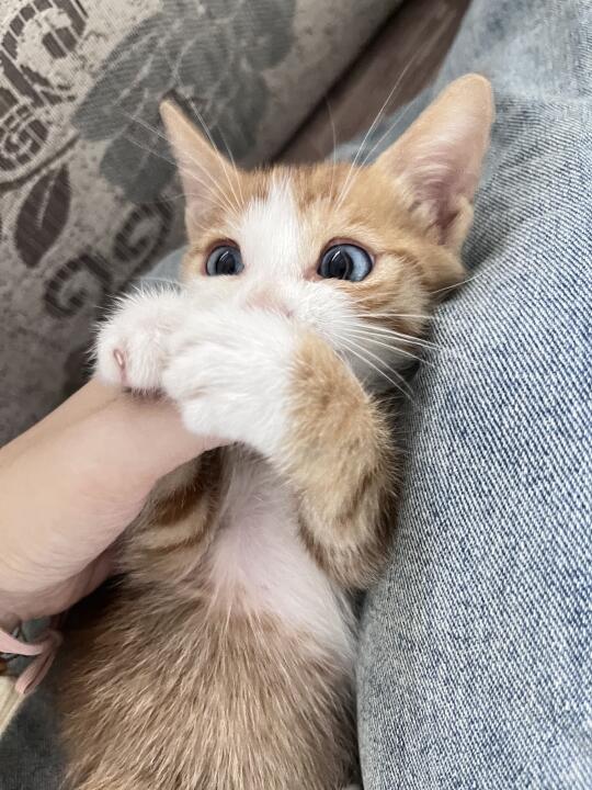 迪士尼在逃小猫长大了
