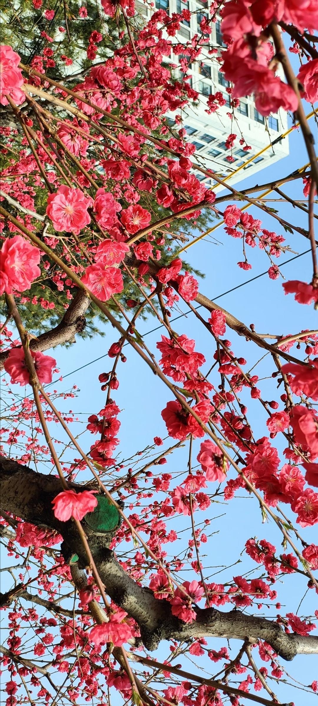 春日樱花盛开，粉嫩花瓣与现代建筑相映成趣。🌸🏙️
