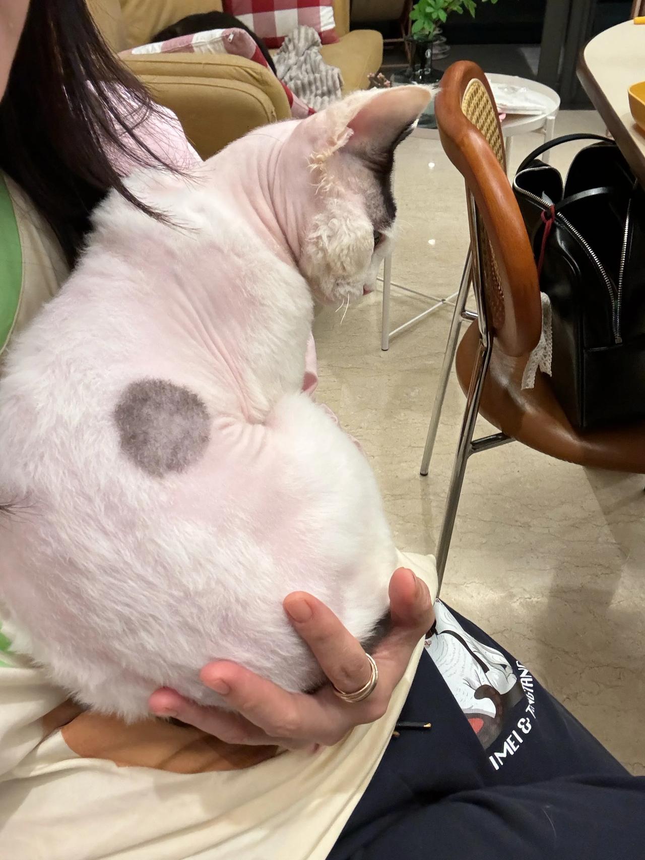 托猫李天王和她的掌上明猪！
#萌宠# #猫咪#
