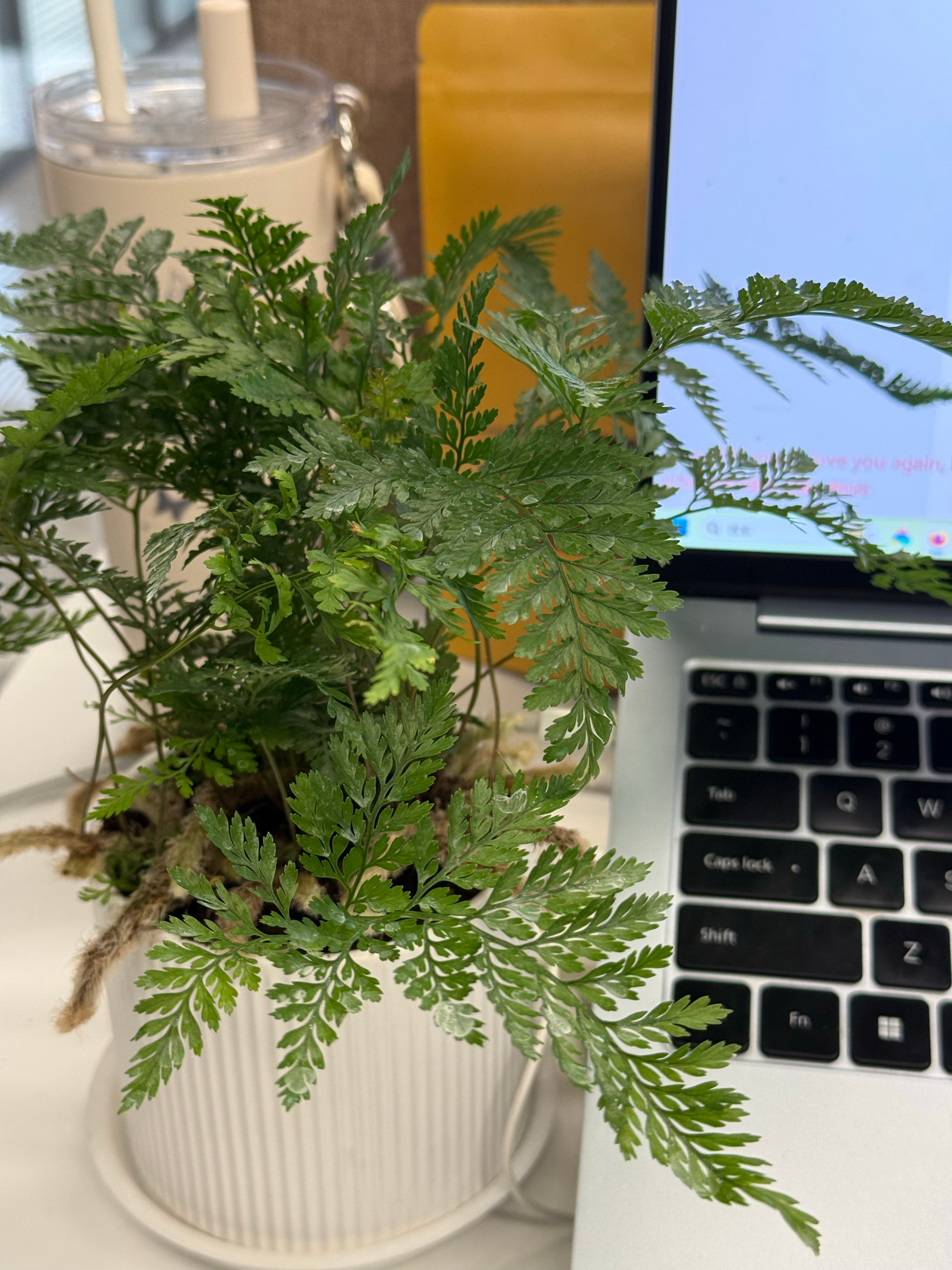 狗蛋精心挑选了一盆上班搭子，无奖竞猜有人知道叫啥吗[点赞] ​​​